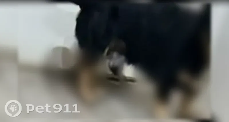 Lost dog, Acapulco Court, 1417, Grand Prairie - male - photo