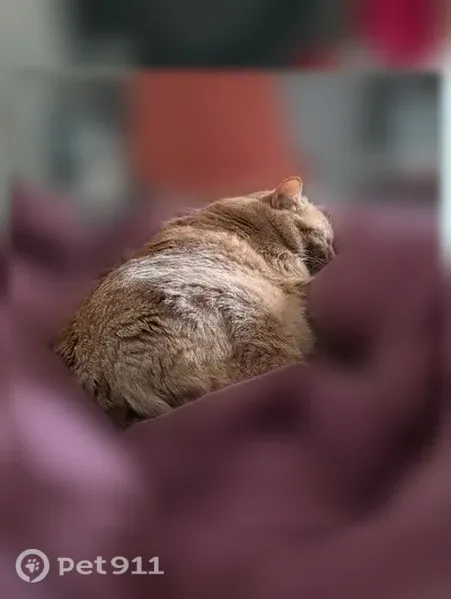 Chat perdu, Allée des Érables, 4, Tours - mâle roux tigré sans poils au ventre - photo