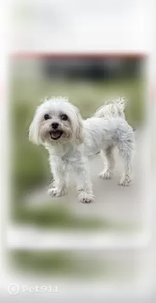 Lost dog, Southwest 127th Place, 20793, Miami - female, white Maltese, 15 years old - photo