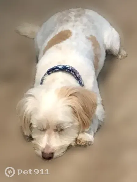 Lost dog, female, Colorado 83, 545, Franktown - white with tan spots, microchipped - photo