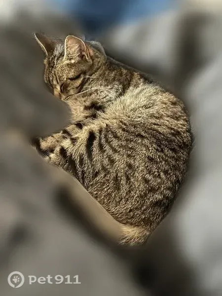 Chat perdu femelle, D240, 7, Plonéour-Lanvern - menton blanc, pelage zèbre gris blanc et noir - photo