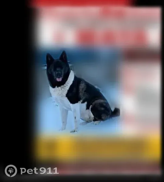Chien perdu, Bressuire - femelle - photo