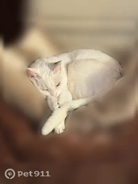 Chat perdu mâle, Rue de Taverny, Bessancourt, Paris - blanc avec tache noire sur la queue - photo