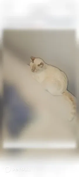 Chat perdu mâle, Impasse des Manges, 2, Rillieux-la-Pape - yeux bleu très claire - photo