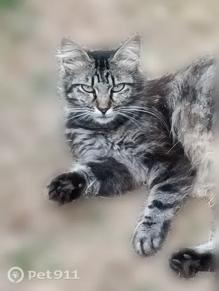 Chat perdu femelle, Rue René Cassin, Albi - poil long, queue courte - photo