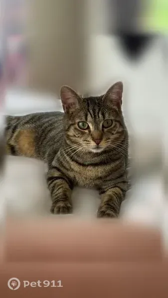 Chat perdu mâle, Puteaux - tigré noir et gris, yeux verts - photo