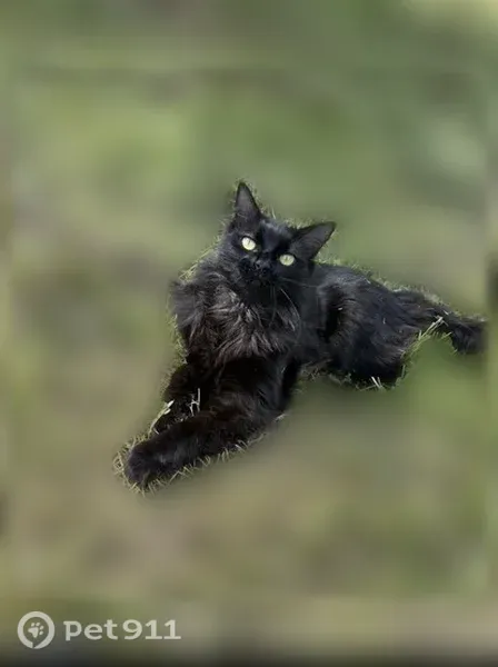 Chat perdu mâle, Route de Vienne, 6 Bis, Feyzin - noir à poils longs - photo