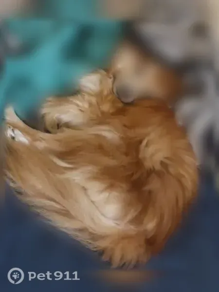 Missing dog Male, Pittsburgh (usl542414) - photo