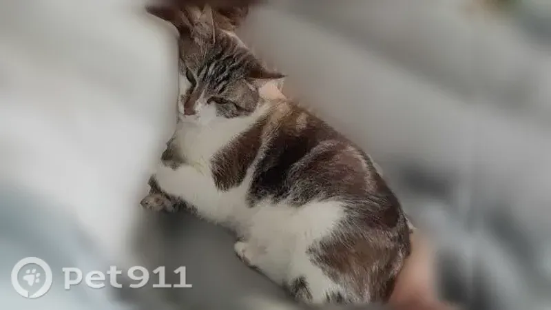 Chat perdu mâle, Chemin Lahitte, 6, Buros - yeux bleus - photo