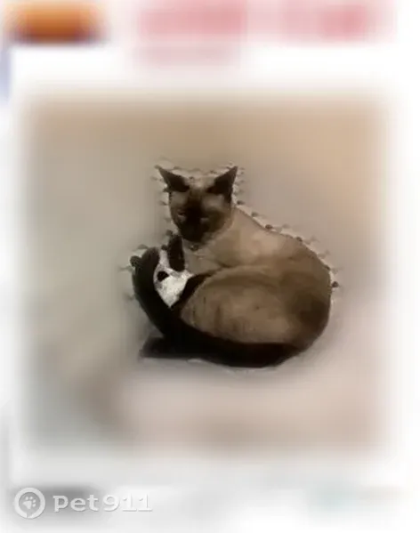 Lost cat, South Ash Drive, 250, Chandler — male Siamese, neutered - photo