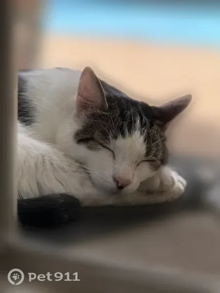 Chat perdu mâle, Rue Pasteur, 1, Brou-sur-Chantereine, Drancy - mâle pucé - photo