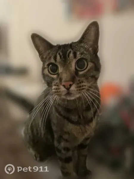 Lost cat, Ellsworth Avenue, 6123, Dallas - male, yellow/green eyes - photo