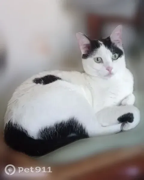 Chat perdu femelle, Chemin du Camp del Terme, 3, Pont-de-Larn, Toulouse - chatte blanche et noire - photo