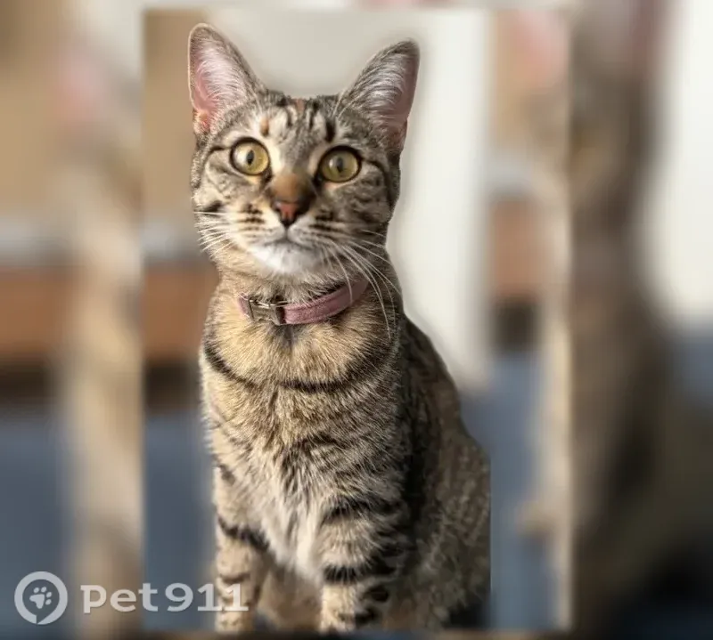 Perdu chat femelle, Avenue Charles de Gaulle, 4 Ter, Boulogne-Billancourt - tigrée avec collier rose - photo