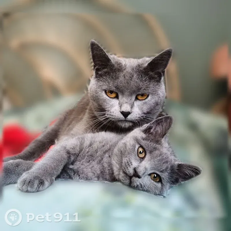 Perdu chat femelle, Chemin du Bès, 381, Peyrolles-en-Provence, Paris — chatonne de 4 mois grise un peu tigrée - photo