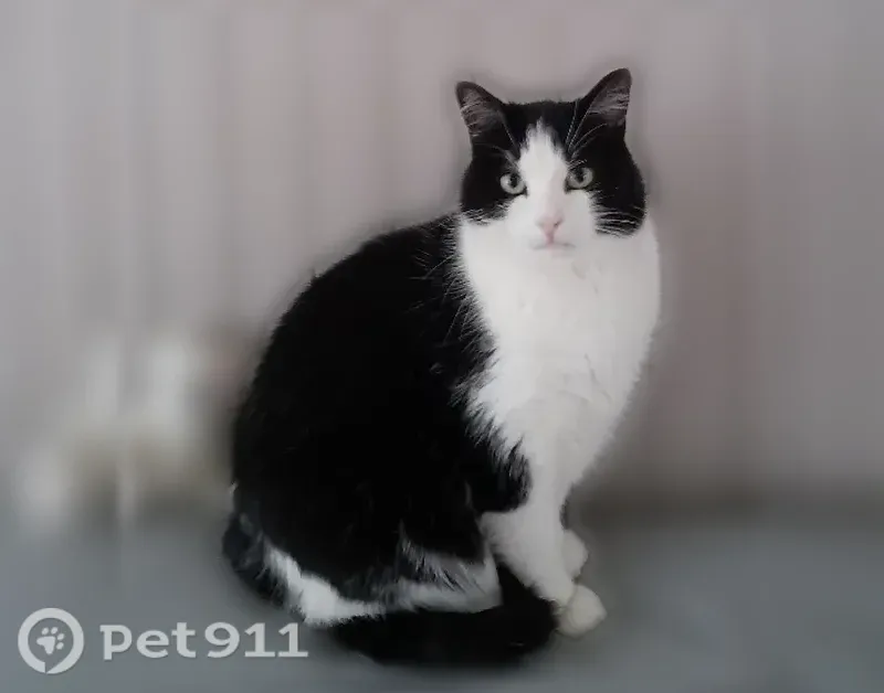 Chat perdu mâle, Rue Dupont Bacqueville, Amiens - noir et blanc, pucé - photo