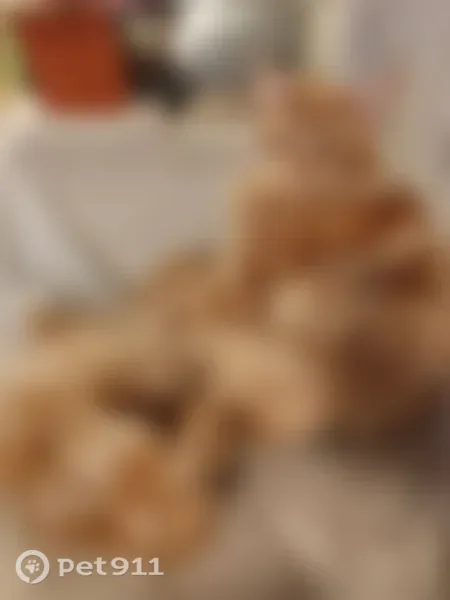 Chat perdu mâle, Place de la République, 16, Louviers - maine coon roux tigré légèrement - photo
