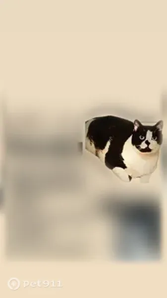 Chat perdu mâle, Allée Taine, 4, Villeneuve-d'Ascq, Lyon - noir et blanc, petite tâche en forme de demi-cœur sur le nez - photo