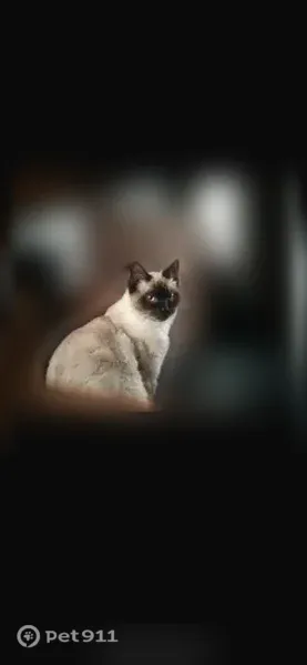 Chat perdu mâle, Ecquevilly, Île-de-France - type siamois très sociable - photo