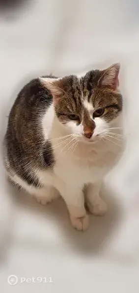 Chat perdu, Charvieu-Chavagneux, Auvergne-Rhône-Alpes, Romainville - femelle grise et blanche, tatouage à une oreille en forme de R - photo