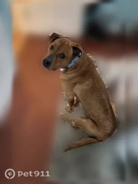Lost dog, Outer Drive West, Arlington - male, reddish brown with white under chest - photo