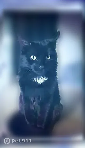 Chat perdu mâle, Rue Marcel Bourset, 19, Aixe-sur-Vienne - photo