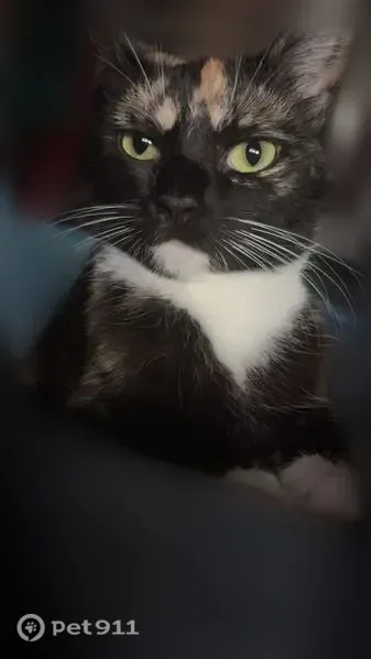 Chat perdu femelle, Rue Gutenberg, 44, Saint-Étienne, Lyon - écaille de tortue, yeux verts - photo