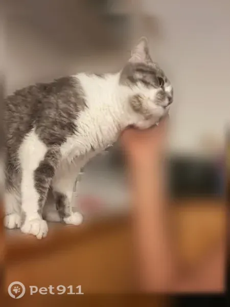 Chat perdu mâle, Rue Denis Papin, 2, Pantin - gris au-dessus et blanc en dessous - photo