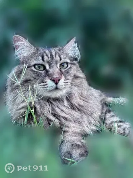 Chat perdu mâle, Lotissement le Pré Cordon, 8, Dagneux - photo