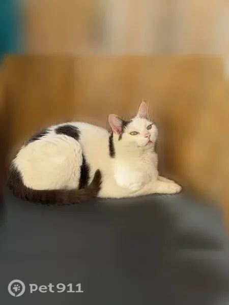 Chat perdu mâle, Rue de la Grève, 20, Saintes - yeux verts - photo