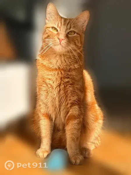 Chat perdu mâle, Route de Versailles, 13, Le Port-Marly - roux trigré, queue en tire-bouchon - photo