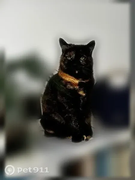 Chat perdu femelle, Chemin des Jarouilles, Coutras, Paris - pucée, écaille de tortue - photo