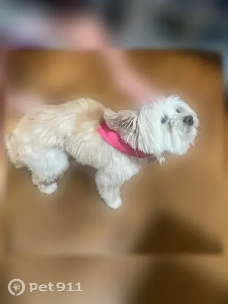 Lost dog, Trinity Vista Trail, 8625, Fort Worth, Hurst - female, oatmeal cream fur, missing teeth - photo