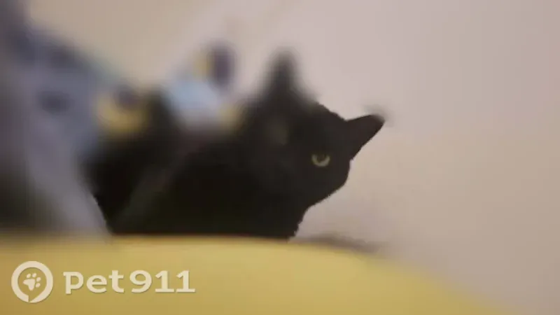 Lost cat, Z Court, Sheboygan, Arlington - black, chunky female - photo