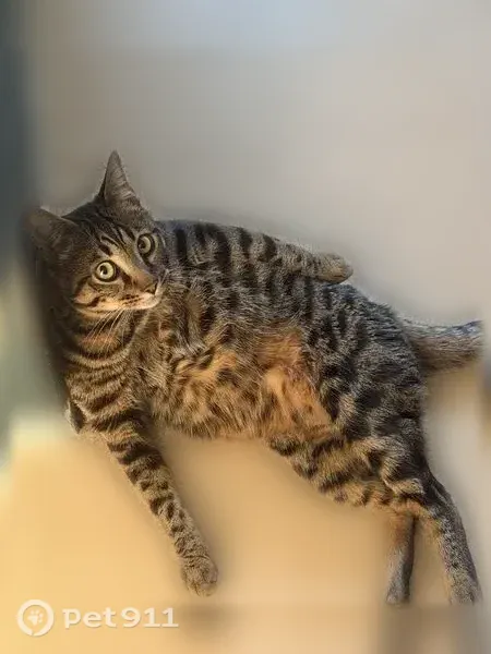 Chat perdu mâle, Rue du Clos des Moulins, 21, Orléans - photo
