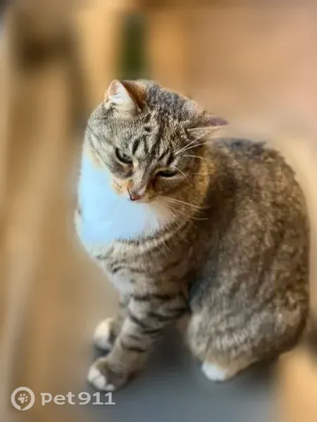 Chat perdu mâle, Rue du Couvent, Béthune, Arras - tigré gris blanc - photo