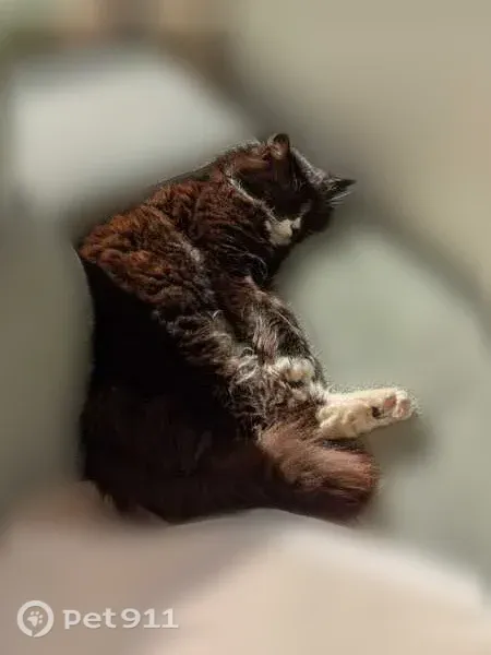 Chat perdu femelle, Impasse du Quartier Llanas, 1, Saint-Estève - poils longs et queue touffue - photo