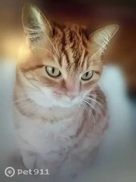 Chat perdu mâle, 9, Lécousse, Lécousse - roux avec collier et pucé - photo