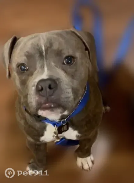 Lost dog, Bickers Street, 2425, Euless - male, blue collar - photo