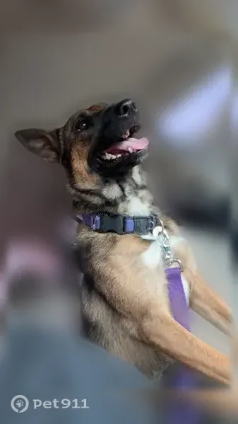 Lost dog, West Cactus Road, 4229, Phoenix - female - photo