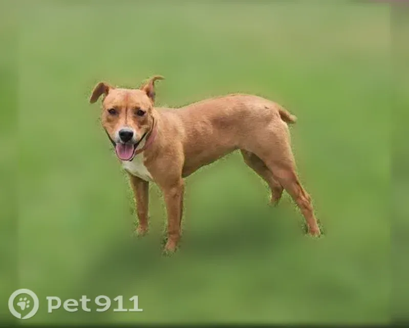 Lost dog, Community Lane, Midland, Farmers Branch - female, brown with a scar above the tail - photo