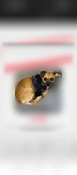 Lost dog, Helms Road, 1110, Houston - female service dog - photo