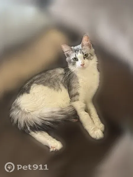 Lost cat, Swallowtail Lane, 127, Pensacola - female, long fur, green collar - photo