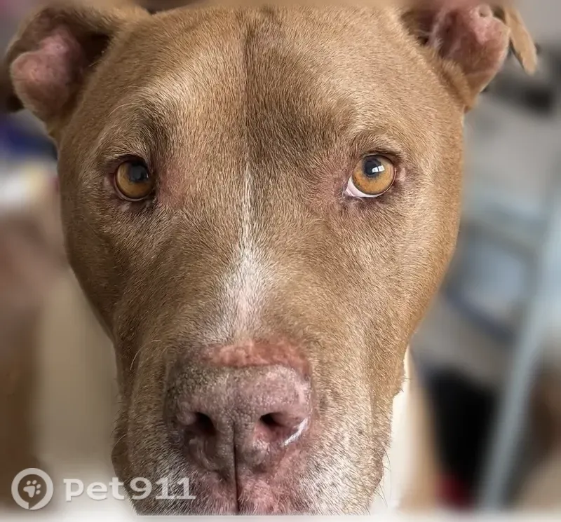 Lost dog, Kenneth Way, 1710, Pasadena - male pitbull with white markings - photo