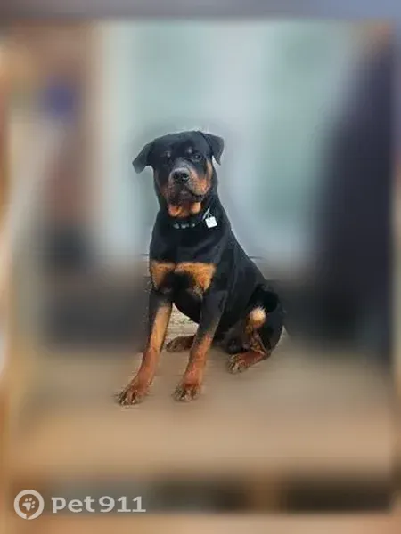 Lost dog, Laredo Avenue, 930, Arlington - bright orange name collar - photo