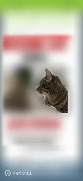 Lost cat, Frankfort, Chicago - male - brown and black fur - photo