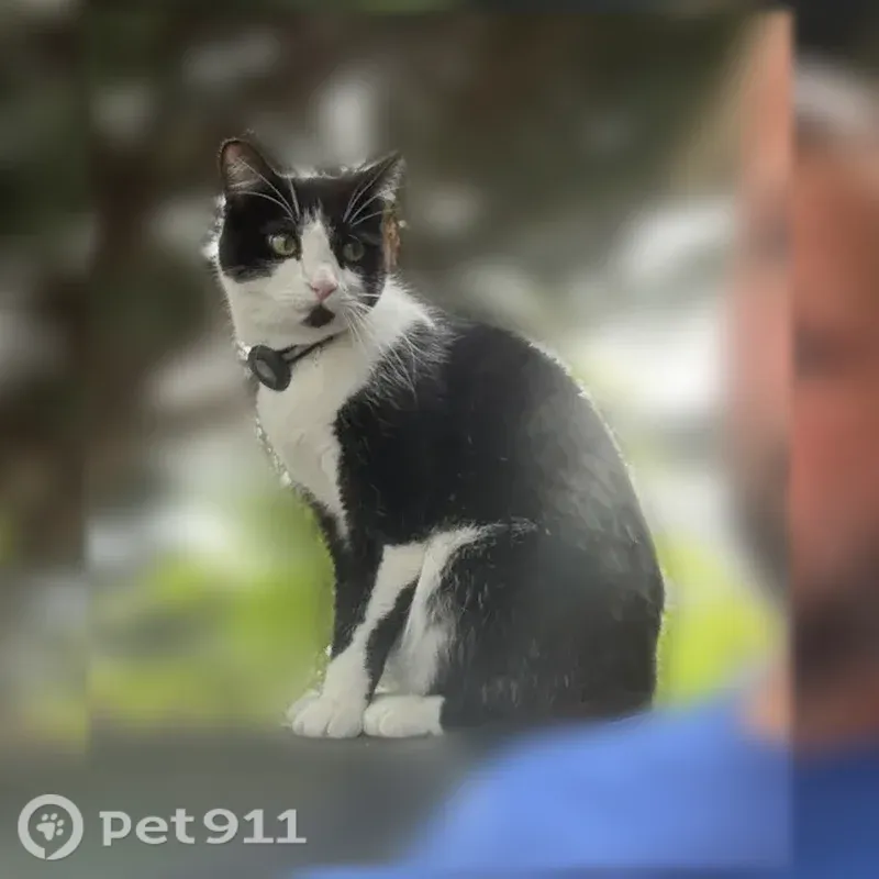 Lost cat, Columbia Street, 2901, Vancouver - male, tuxedo cat - photo