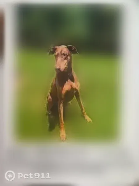 Lost dog, Yorkshire Way, 204, Macon, Reynolds - male, nervous Doberman with flop ears - photo