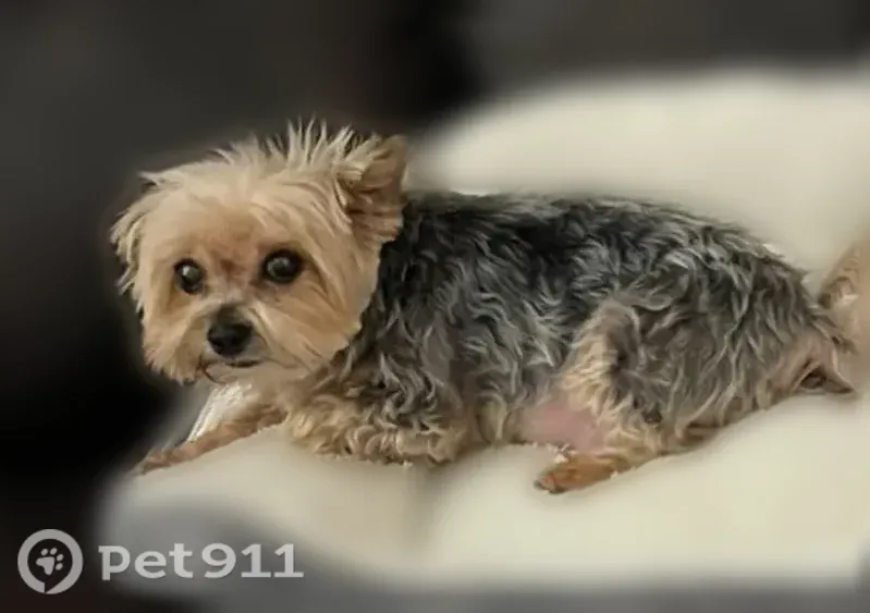 Lost dog, Scudder Avenue, Copiague, Farmingdale - photo