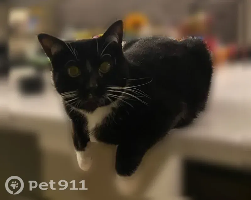 Lost cat, Union Avenue, 39350, Pomeroy, Columbus - male tuxedo with white paws - photo